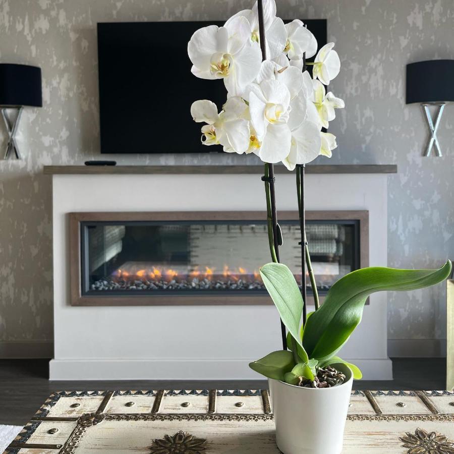 Boulevard Hotel Blackpool Eksteriør billede A white orchid in a living room